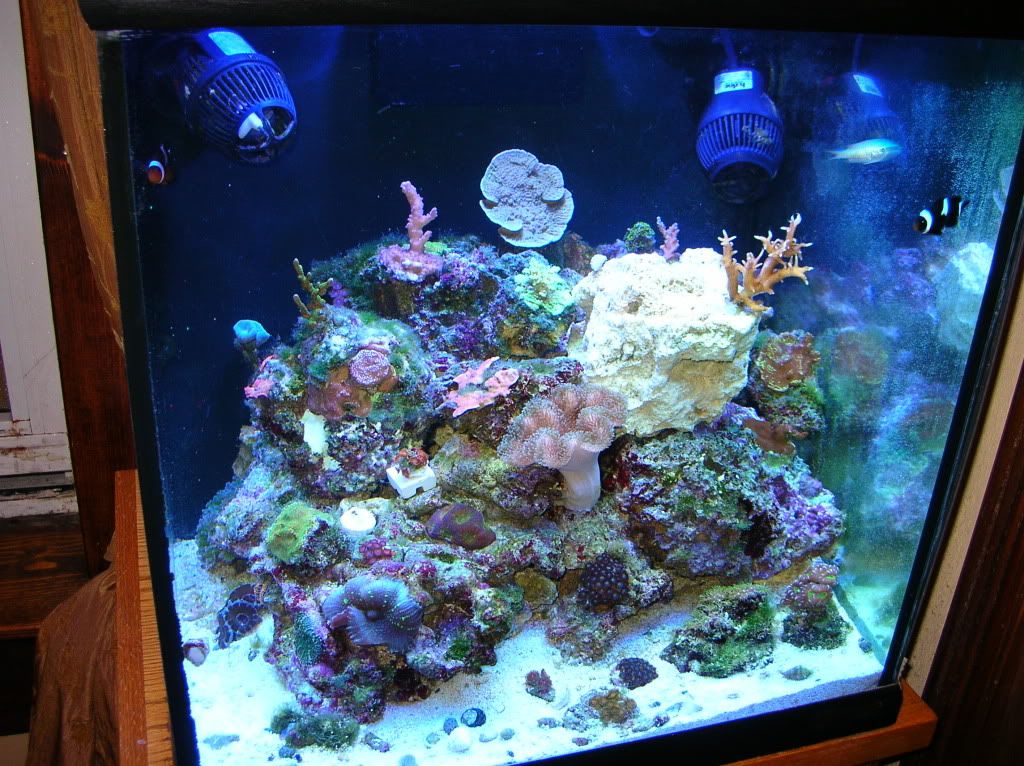 Show me your awesome nano Aquascape! - Reef Central Online Community